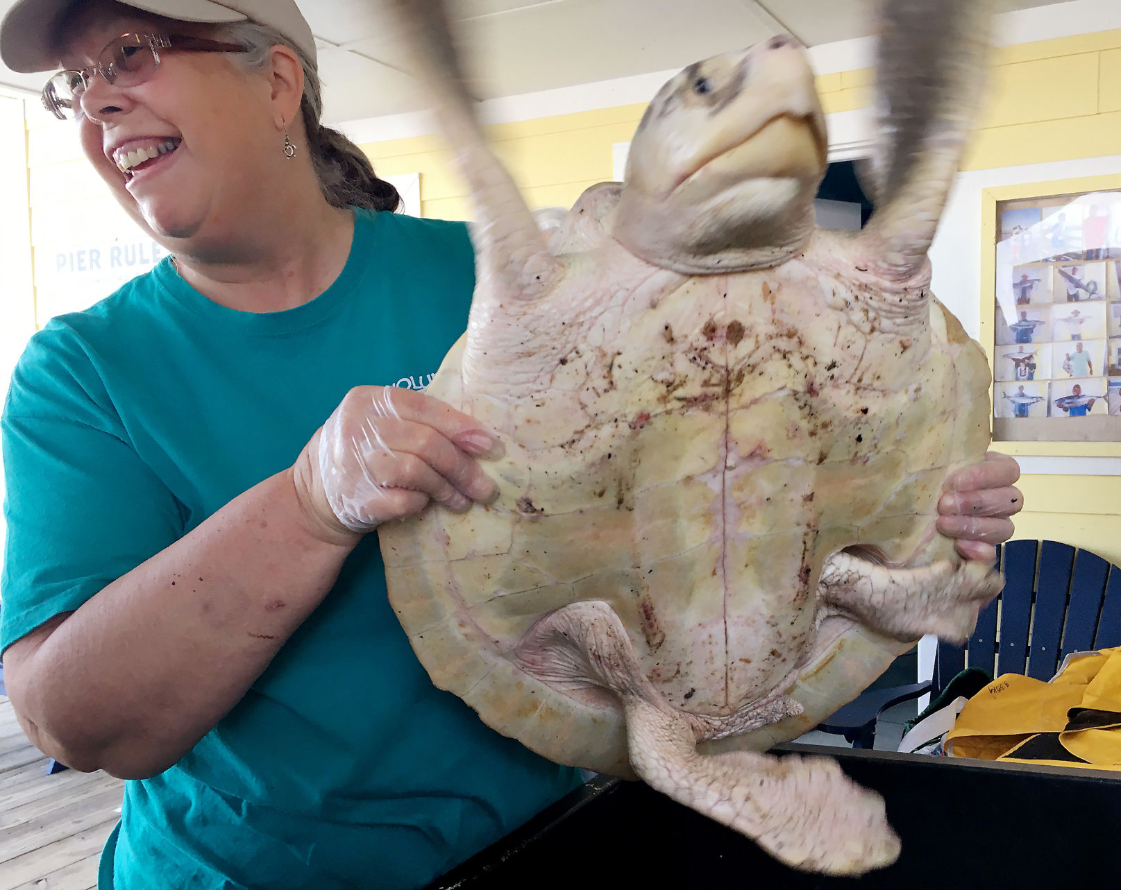 LEDE PRINT lindaturtle.jpg